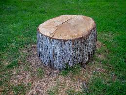 Best Tree Preservation Services  in Madisonville, TN