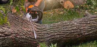 Best Lawn Irrigation Installation and Maintenance  in Madisonville, TN