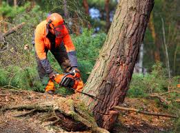 Best Stump Grinding and Removal  in Madisonville, TN