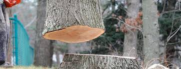 Trusted Madisonville, TN Tree Removal Experts