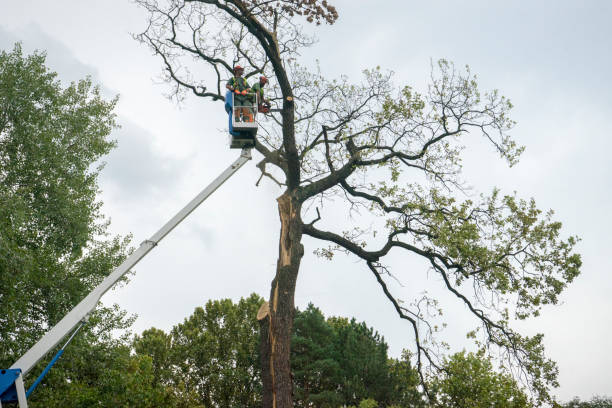 Best Root Management and Removal  in Madisonville, TN