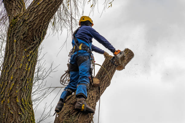 Leaf Removal in Madisonville, TN