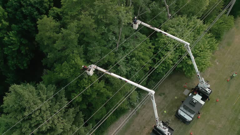 Best Hazardous Tree Removal  in Madisonville, TN
