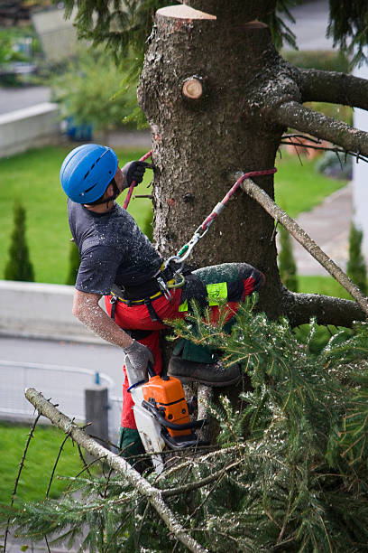Best Lawn Watering Services  in Madisonville, TN