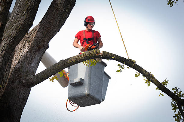 Best Utility Line Clearance  in Madisonville, TN