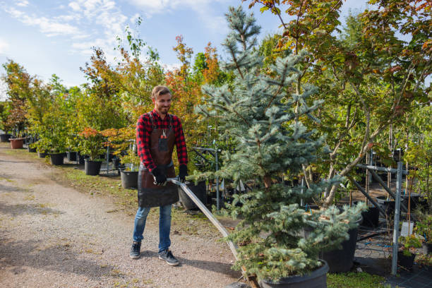 Best Tree Mulching  in Madisonville, TN
