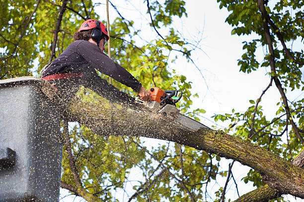 Best Commercial Tree Services  in Madisonville, TN