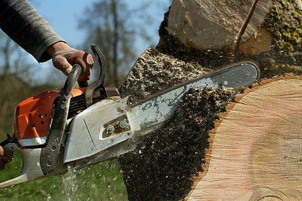 Best Tree Risk Assessment  in Madisonville, TN