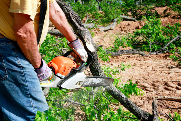 Best Fruit Tree Pruning  in Madisonville, TN